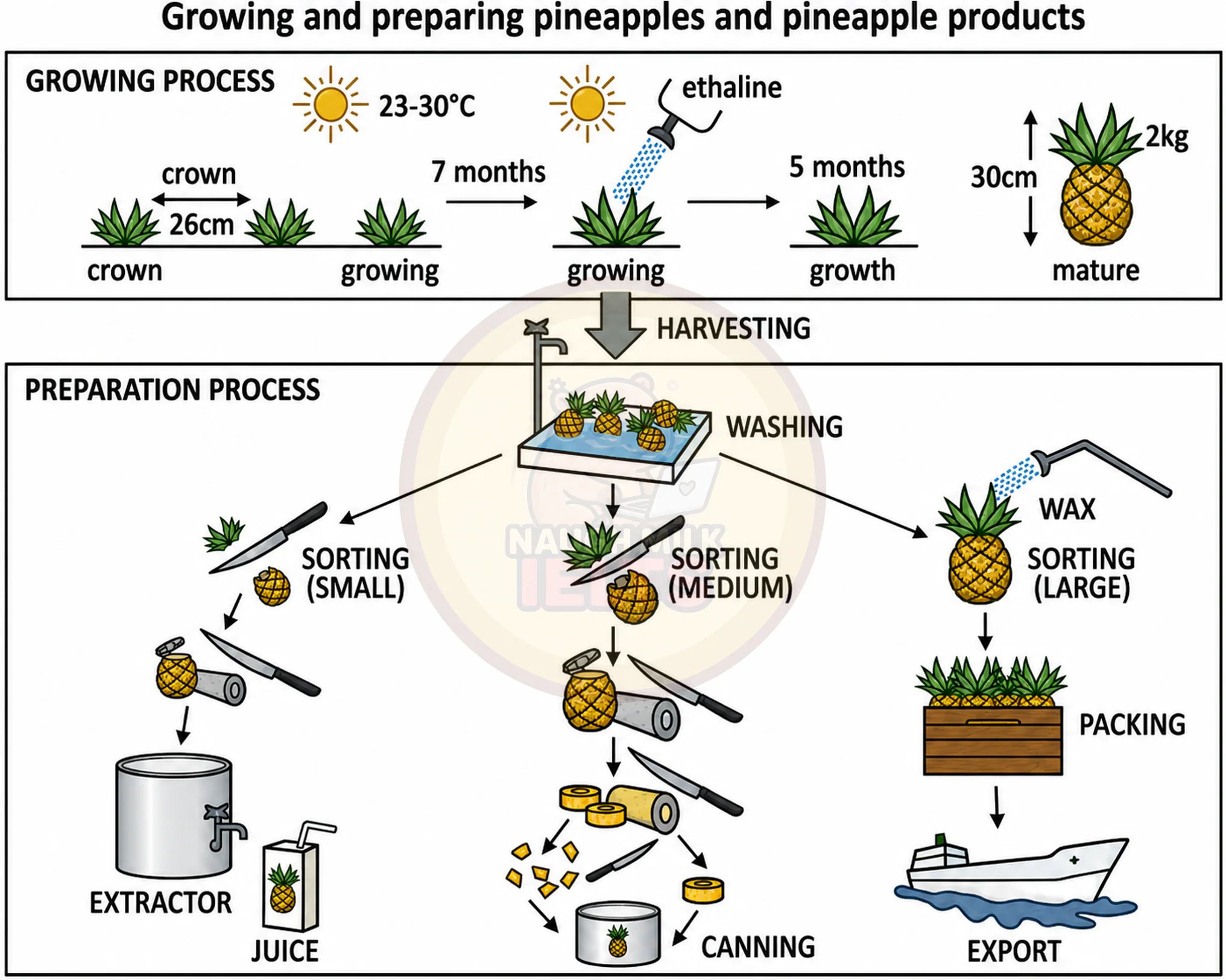 Task 1: The diagram below shows the process of growing and preparing pineapples and pineapple products.